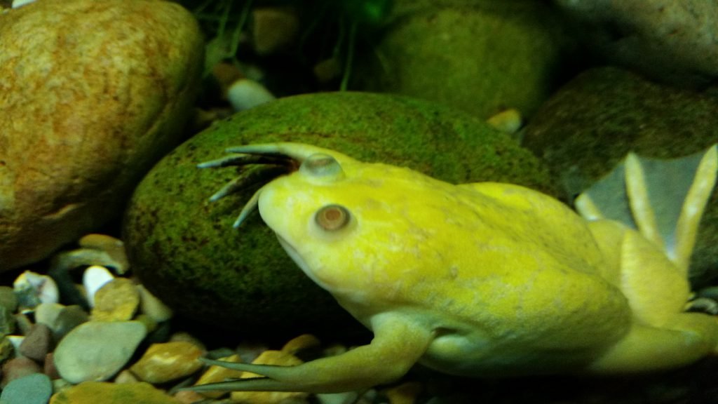 Scientists use AI to design self-replicating xenobots from frog cells